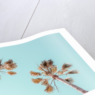 Palm trees by Assaf Frank